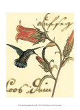 Hummingbird Reverie III Prints Hummingbird Reverie III Prints