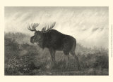 American Moose Posters by R. Hinshelwood