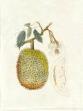 Crackled Indonesian Fruits IV Posters by Berthe Hoola Van Nooten