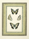 Papilio Collection II Posters by Lebrun 