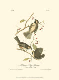 Hudson's Bay Titmouse Affiches par John James Audubon