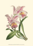 Delicate Orchid III Posters