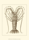 Sepia Lobster I Art
