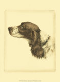 Danchin Cocker Spaniel Print by Danchin 
