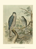 Sparrow Hawk Poster by F.w. Frohawk