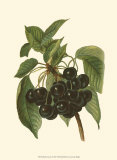 Black Cherries Prints by John Wright