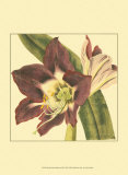 Poetic Blossoms III Prints