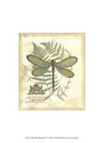 Regal Dragonfly II Art