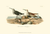 Red-Backed Sandpiper Affiche par John James Audubon