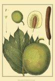 Exotic Melons I Print