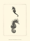 Sepia Seahorse Poster