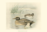 Wigeon Posters by F.w. Frohawk