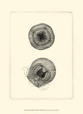 Sepia Jellyfish Posters Sepia Jellyfish Posters
