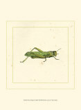 Green Hopper Láminas