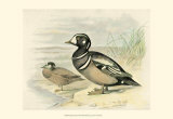 Harlequin Duck Poster by F.w. Frohawk