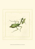 Green Mantis Prints