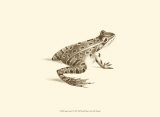 Sepia Frog II Láminas por J. H. Richard