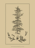 Arbor Study II Prints