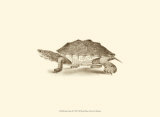 Sepia Turtle II Art by J. H. Richard