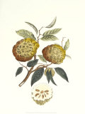 Indonesian Fruits I Art by Berthe Hoola Van Nooten