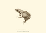 Sepia Frog III Láminas por J. H. Richard