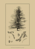 Arbor Study VI Kunstdrucke
