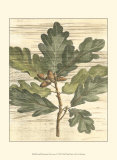 Weathered Oak Leaves I Posters by Gerard Paul Deshayes Weathered Oak Leaves I Posters by Gerard Paul Deshayes