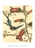 Hummingbird Reverie I Prints