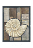 Abalone I Poster by Chariklia Zarris