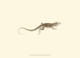 Sepia Lizard II Kunstdrucke von J. H. Richard