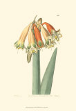 Golden Beauty I Poster by Sydenham Teast Edwards
