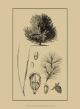 Arbor Study V Posters
