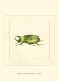 Green Beetle Posters