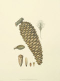 Woodland Pinecones IV Posters par Silva 