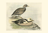 Steller's Eider Prints by F.w. Frohawk