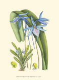 Periwinkle Blooms IV Prints by Samuel Curtis