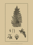 Arbor Study I Posters