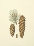 Woodland Pinecones II Posters by Silva 