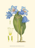 Periwinkle Blooms II Art par Samuel Curtis
