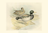 Mallard Prints by F.w. Frohawk