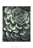 Lunar Succulent II Póster por Megan Meagher