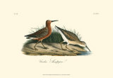 Curlew Sandpiper Láminas por John James Audubon Curlew Sandpiper Láminas por John James Audubon