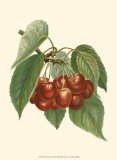 Red Cherries Poster von John Wright