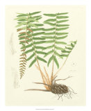 Eaton Ferns IV Posters by Daniel C. Eaton