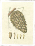 Crackled Woodland Pinecones I reproduction procédé giclée par Silva 