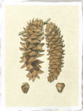 Crackled Woodland Pinecones III Giclee Print by Silva 
