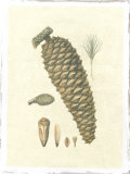 Crackled Woodland Pinecones IV Giclee Print by Silva 