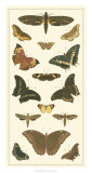 Cramer Butterfly Panel II Prints by Pieter Cramer