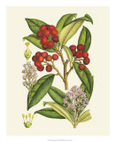 Crimson Berries I Poster par Samuel Curtis