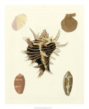 Knorr Shells II Prints by George Wolfgang Knorr